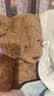 Jellycat巴塞罗熊动物毛绒玩偶儿童安抚公仔小熊潮玩送礼生日新婚礼物 巴塞罗熊 Medium 实拍图