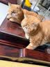 皇家猫粮 波斯成猫粮 P30 通用粮 12月以上 10KG 实拍图