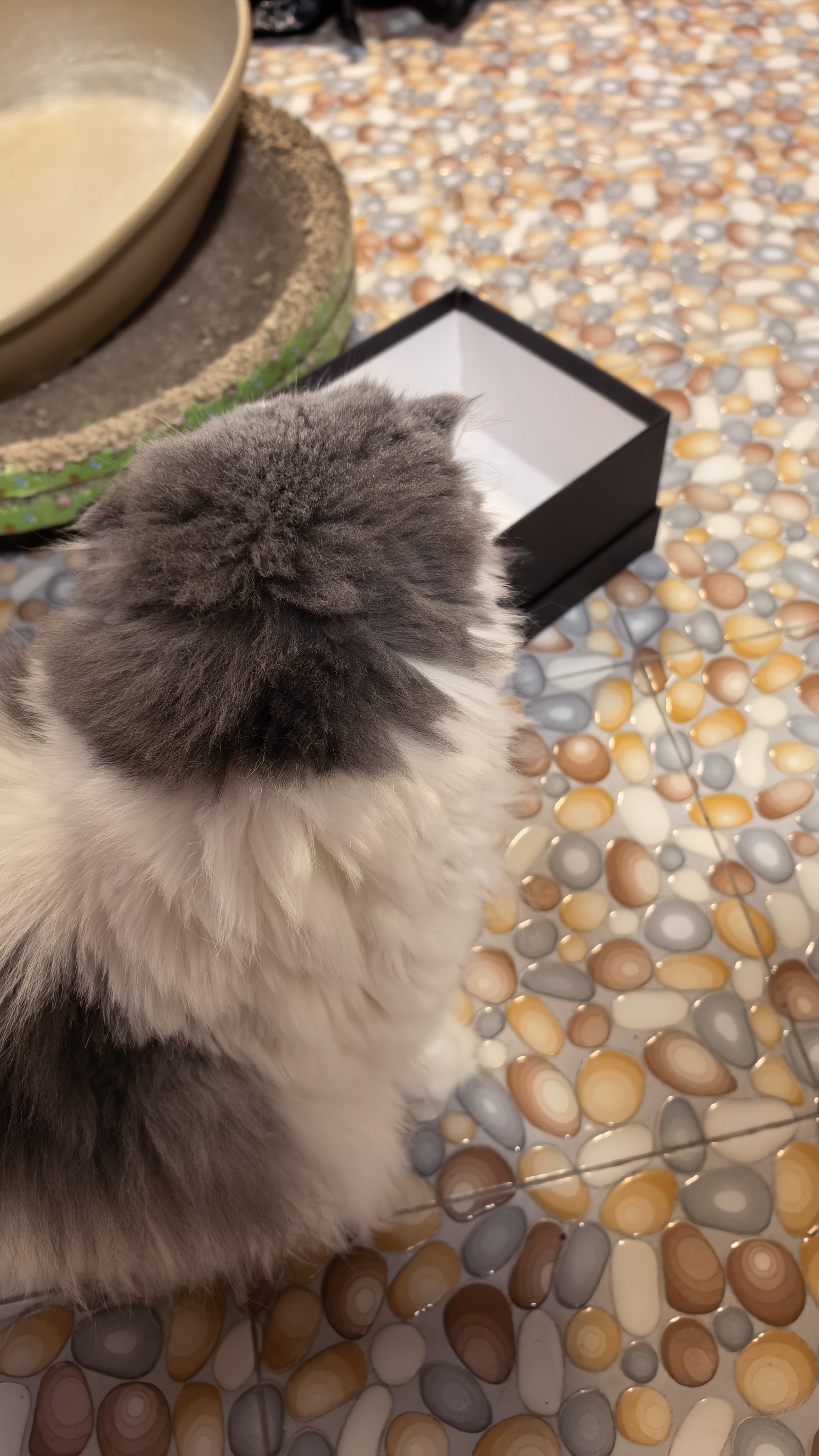 lorde里兜猫条猫零食营养补水猫草湿猫粮混合口味10gx80条 实拍图