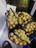 派乐特 鱼缸中空石英球过滤材料细菌屋硝化培菌球桶龟缸生化石水族箱 实拍图