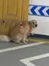 伯纳天纯狗粮中大型犬全价成年犬粮17kg羊肉蔓越莓味囤货装 实拍图