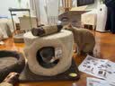兽牌树屋猫爬架猫树猫窝一体小户型不占地豪华猫屋实木柱大猫冬季保暖 小树屋经典色 实拍图