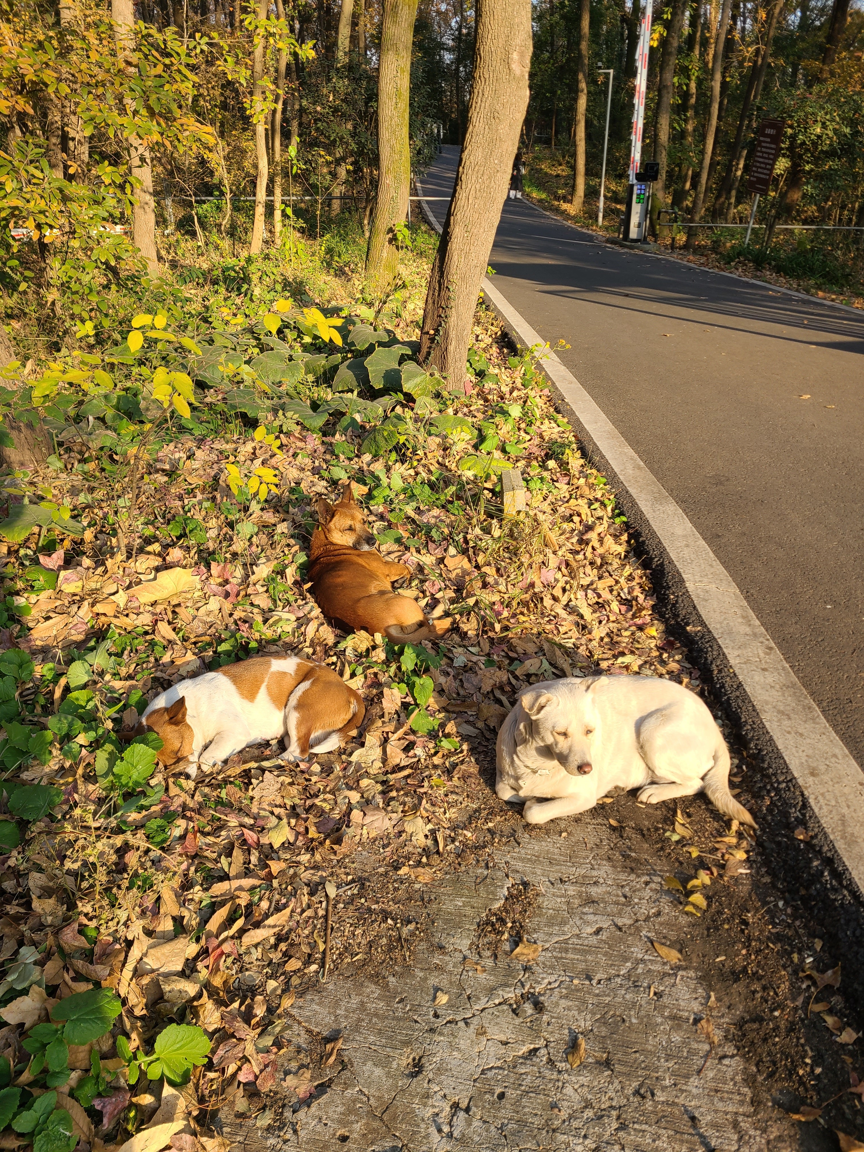 网易严选犬粮全价冻干三拼鸡肉狗粮幼犬成犬小型中大型犬10kg【宠物金选】 实拍图