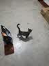 亿迪 冻干猫粮幼猫成猫10斤全价布偶蓝猫英短成年全阶段 实拍图