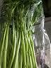 上海青约500g(油菜) 实拍图