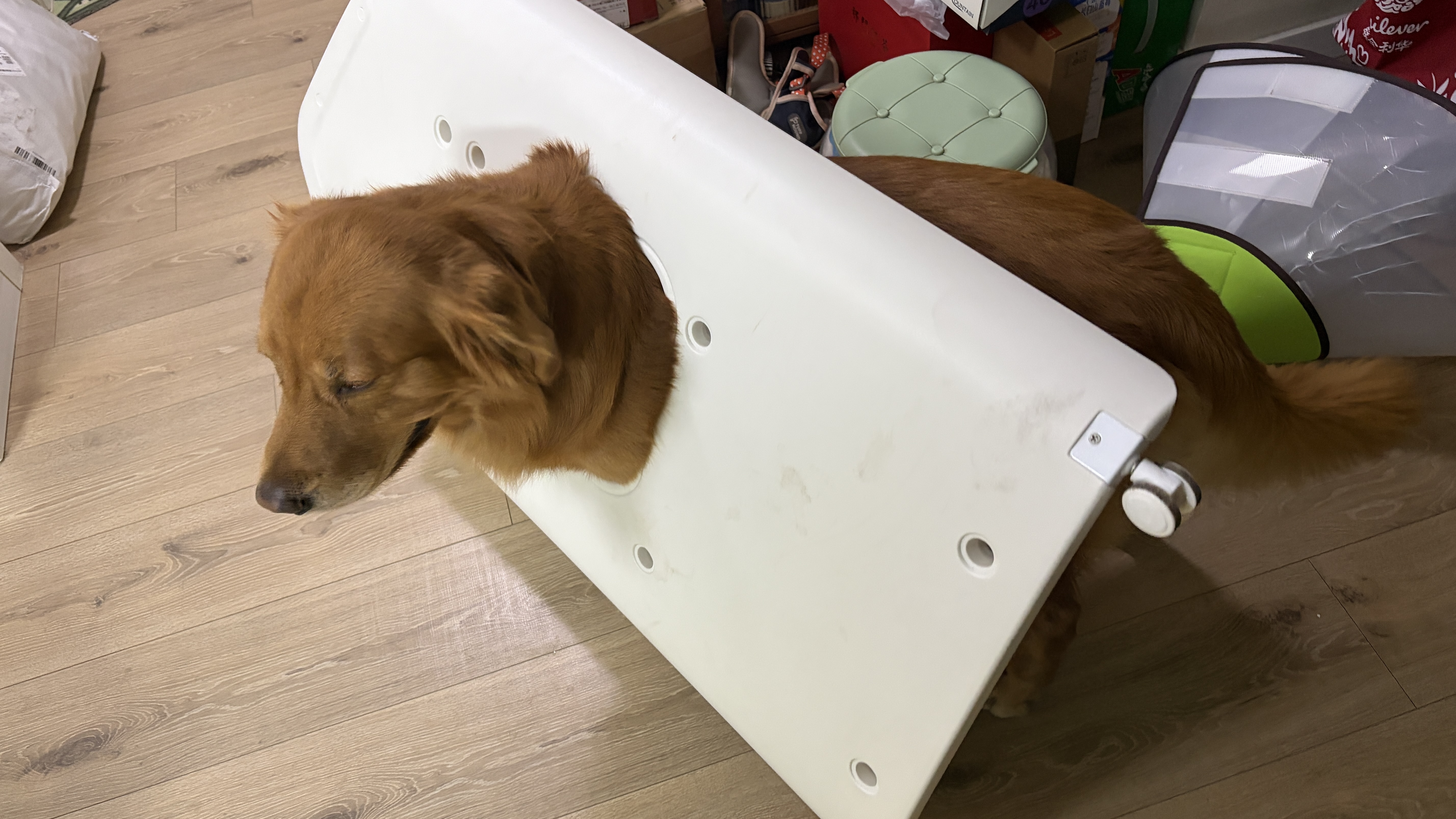 皇家狗粮 金毛成犬狗粮 犬粮 宠物大型犬 GR25 全价犬粮 ≥15月 12KG 实拍图