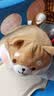 名创优品（MINISO）趣味阿柴柴犬小狗玩偶抱枕毛绒娃娃学生午睡枕沙发靠枕生日礼物 实拍图