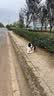 英特威因特威宠必威锐必威进口犬猫狂犬灭活疫苗1支 实拍图