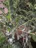 御春阁小叶紫檀树苗黑骨茶室内阳台盆栽花卉绿植耐寒四季常青微景观桩形 老桩5-6根一盆50厘米左右 实拍图