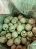 福东海去芯红莲子 颗粒饱满 茯苓芡实银耳枸杞羹配料煲汤煲糖水干货 实拍图
