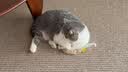 大宠爱 猫驱虫药 体内外同驱耳螨虱子跳蚤虫 2.6-7.5kg成猫 6支装 实拍图