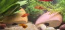 疯狂水草溪流石头鱼缸沙子底砂底沙溪流沙鱼缸造景观装饰溪流缸造景石套餐 实拍图