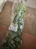 【火锅季】带根香菜100g 实拍图