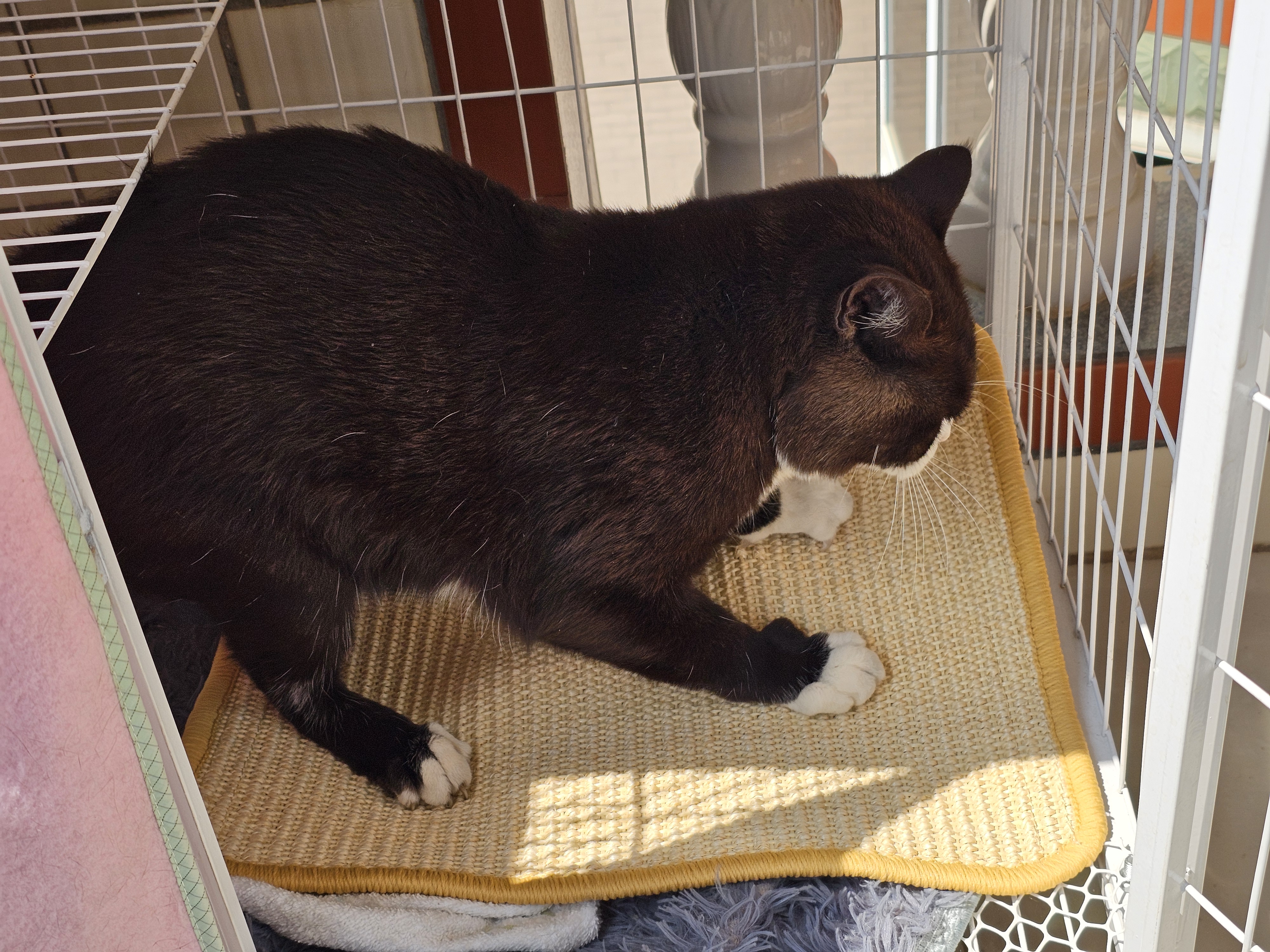 疯狂的主人猫抓板立式贴墙剑麻猫抓垫猫窝防猫抓地毯耐磨不掉屑耐抓猫抓板 实拍图