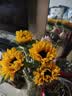 向日葵鲜花云南鲜花基地直发家用花束经典搭配教师节礼物 向日葵10枝 中大花 中大花向日葵 实拍图