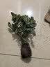 意轩 【带花苞】阳台室内盆栽花卉栀子花树苗大叶绿植四季开花枝子花 3年苗【带花苞】 不含盆 实拍图