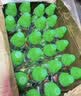 屈臣氏蒸馏水纯净水500ml*24瓶整箱瓶装水饮用水会议出行敷脸水疗 实拍图