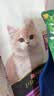 LEGENDSANDY蓝氏猫粮成猫幼猫试用猎鸟乳鸽50g-赠品勿购 实拍图