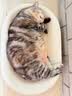 疯狂的主人猫抓板白牛卡纸超耐抓磨不掉屑椭圆形猫咪爪板猫窝一体特大号玩具 实拍图