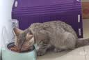 伟嘉猫粮成猫全价猫粮亮毛蓝猫均衡营养10kg海洋鱼夹心粮【原料透明】 实拍图