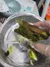 鲜京采抹茶乳酪碱水棒碱水面包贝果零食早餐代餐1枚90g 实拍图