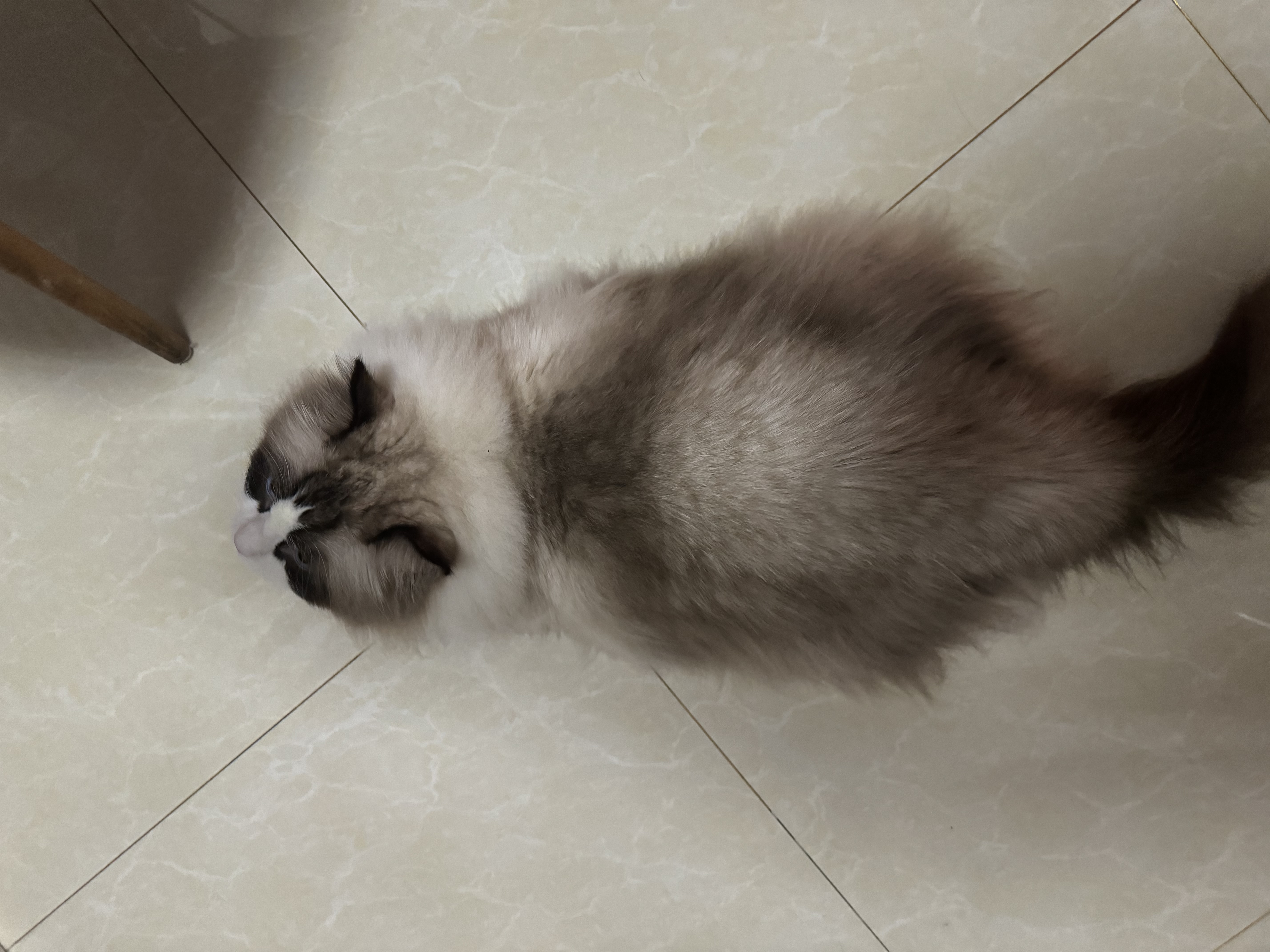 麦德氏IN犬猫高钙0乳糖绵羊奶粉10g/袋8倍乳铁蛋白新生幼犬猫羊奶粉 实拍图