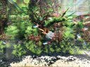 尼特利二代水草泥鱼缸专用水藻泥生态草缸底砂营养土9L/袋 实拍图