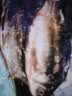 微山湖野生鲫鱼土渔民捕捞活鱼现杀净膛滋补炖汤400g/袋生鲜鱼类 中号【4-6条/400g】400g*1袋 实拍图