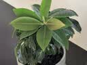 美益棵浓缩营养液通用型600ml月季多肉绿植花卉盆栽园林复合肥料水溶肥 实拍图