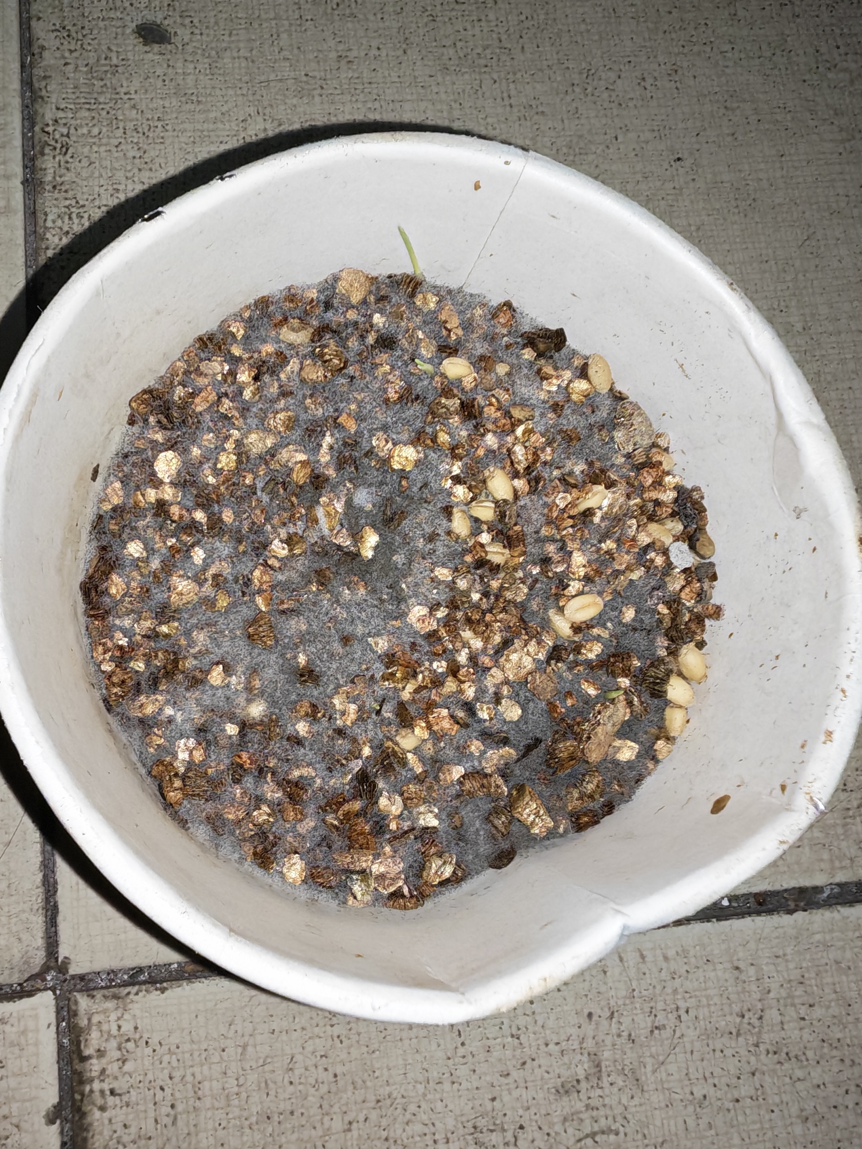 欢宠网猫草种子盆栽套装懒人罐头水培土培种植猫零食猫咪化毛球片猫薄荷 实拍图