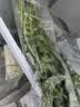 【火锅季】带根香菜100g 实拍图
