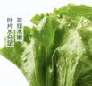 【烧烤季】钟灵山罗马生菜400g 实拍图