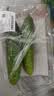 【水果菜】东北旱黄瓜约550g 实拍图