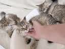 多特思猫零食猫条混合口味15g100支0添加0诱食剂防掉毛成幼猫咪鱼油罐头 实拍图