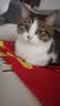 伟嘉猫粮成猫全价猫粮亮毛蓝猫均衡营养10kg海洋鱼夹心粮【原料透明】 实拍图