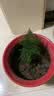 文竹盆栽绿植花卉盆景植物室内客厅水培文松云竹文竹大苗四季常青 小文竹【1颗】原盆原土球发货 高度15-25cm 实拍图