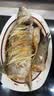 仙泉湖三去大白蕉海鲈鱼2斤/条净膛冷冻刺少肉厚海鲜水产生鲜食材 实拍图