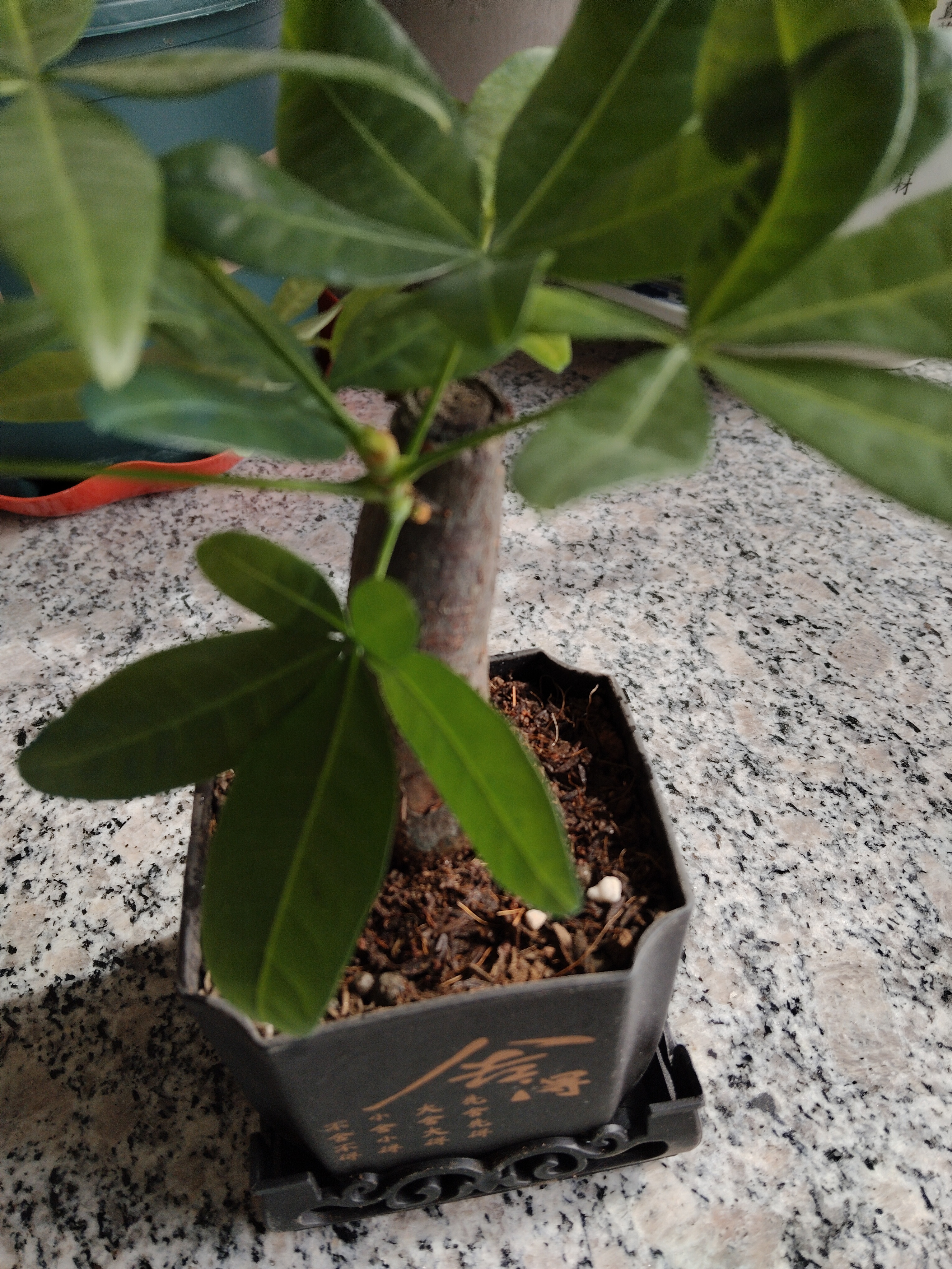 水培植物铁树小盆栽办公室内微景观桌面创意好养易活绿植花卉盆景 发财树盆栽 舍得盆加底托 高度15-25cm 实拍图
