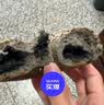 鲜京采芝士香肠碱水球全麦面包贝果手工现作健康贝果早餐0防腐剂90g/枚 实拍图