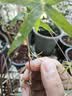 劉閣蘭花米竹红观音竹苔玉球苔藓球水培竹子室内植物盆栽桌面盆景客厅绿植 桌案推荐】红杆观音竹3年老桩苗苔藓球送底座 实拍图