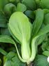 北蔬 小青菜种子苗上海青梗菜油菜种籽 速生605上海青种子50g约2万粒 实拍图