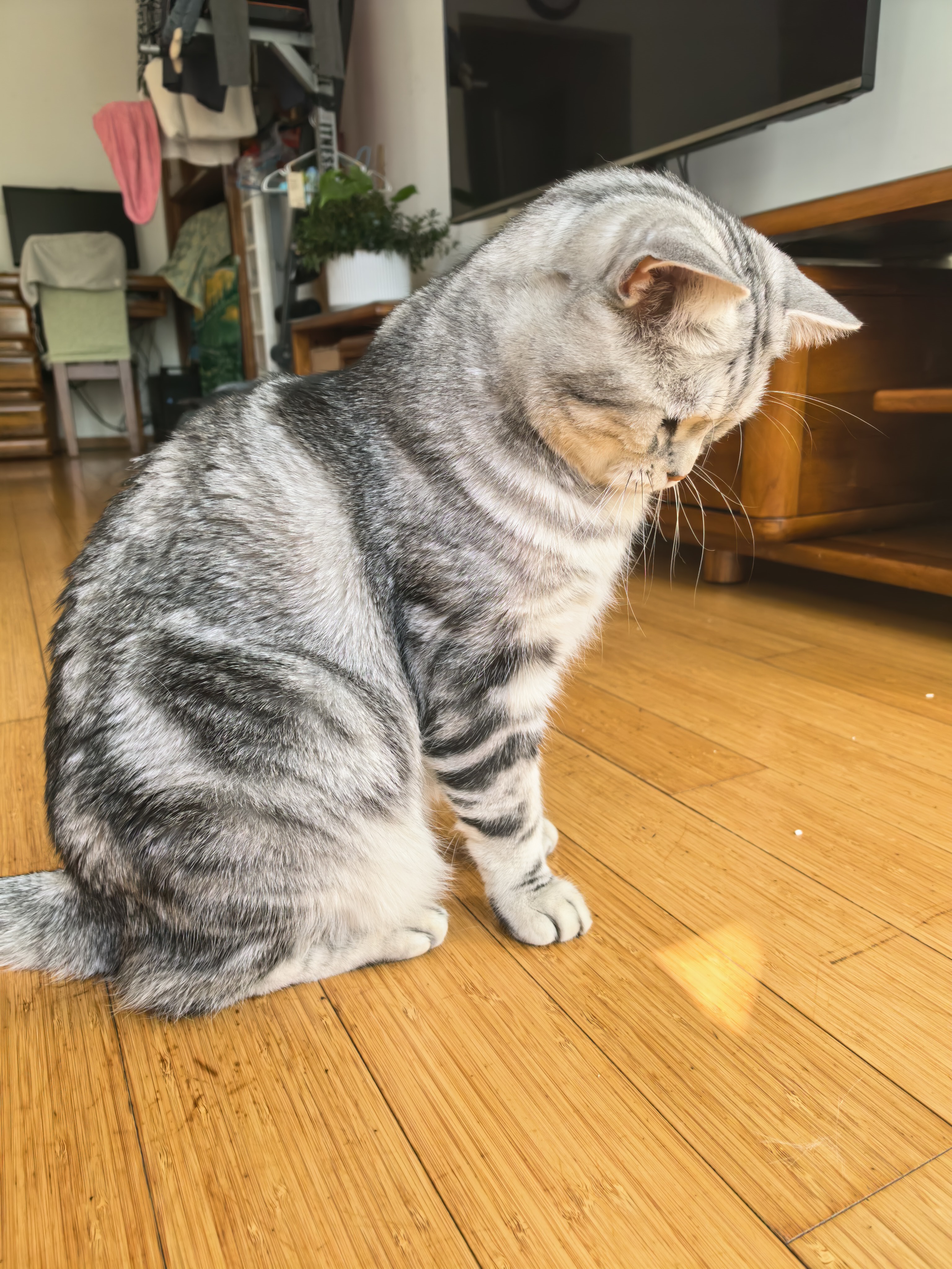 皇家猫粮 美短成猫粮 ASA31 通用粮 12月以上 2KG 实拍图