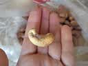 百草味高端紫皮腰果500g 每日坚果特大果休闲零食罐装送礼【本味甄果】 实拍图