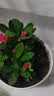 【带盆种植好】虎刺梅盆栽花卉海棠花铁海棠四季开花植物室内外种 虎刺梅2盆+原土发货 实拍图