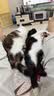 麦富迪猫粮barf霸弗天然猫粮冻干奶糕幼猫粮高蛋白温和养护肠胃鸡肉100g 实拍图