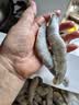 北海湾 虾 青岛海鲜大虾国产鲜活冷冻基围虾虾类水产生鲜白虾青虾海对虾 气冻大虾 3斤(净重)  16-18cm【单只冻 特大虾】 实拍图