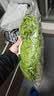 【烧烤季】钟灵山罗马生菜400g 实拍图