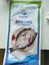 仙泉湖三去白蕉海鲈鱼1斤/条净膛刺少肉厚珠海特产500g海鲜水产生鲜食材 实拍图