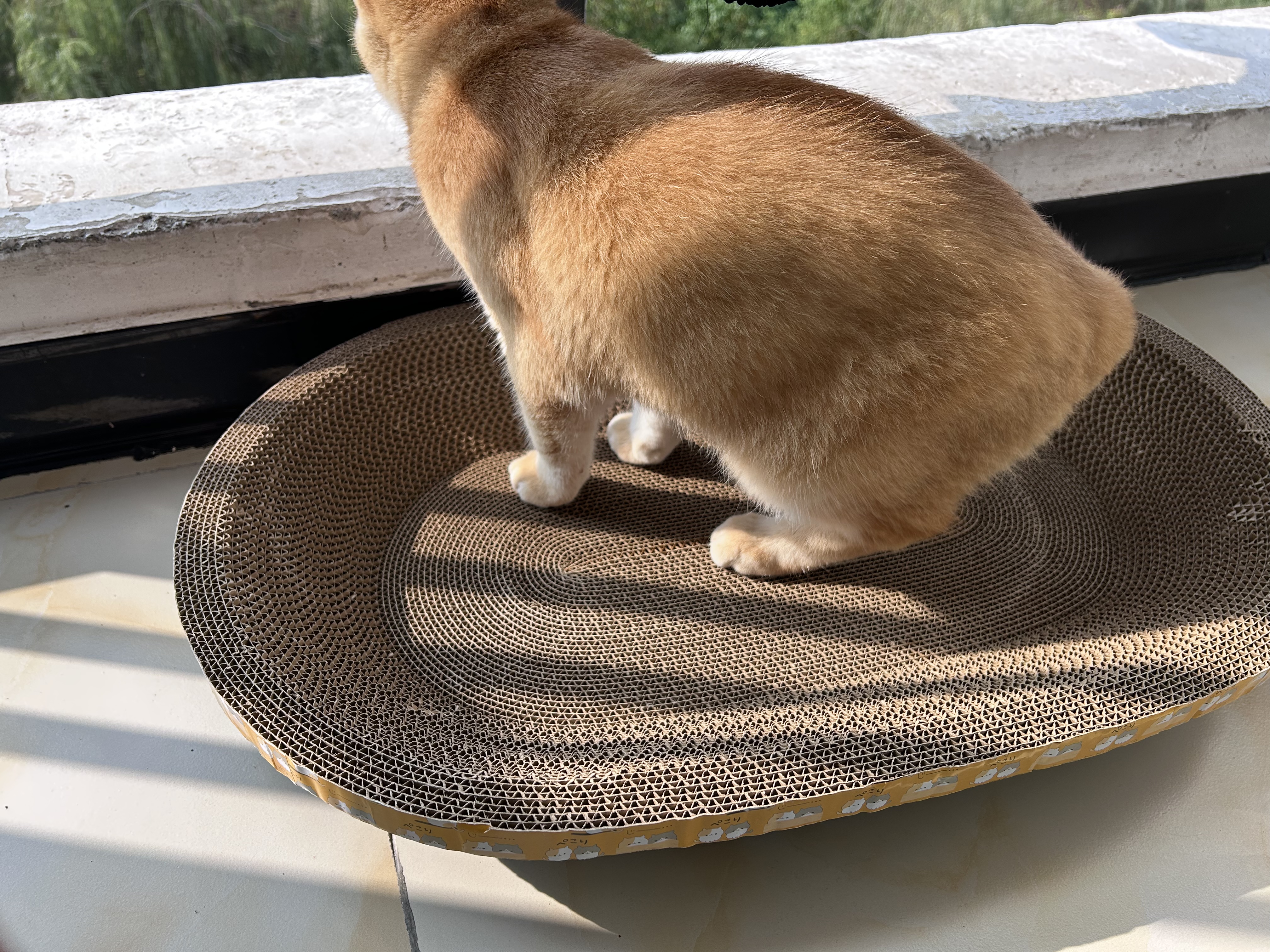 【京东快递】猫抓板磨爪圆形椭圆形瓦楞纸抓盆大号耐抓磨玩睡一体 一夜暴富椭圆63cm 送猫咪必备猫薄荷 实拍图