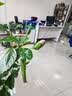 森森 SUNSUN 鱼缸底吸泵潜水立式低水位抽水泵鱼缸循环水泵JGP-1500L 实拍图